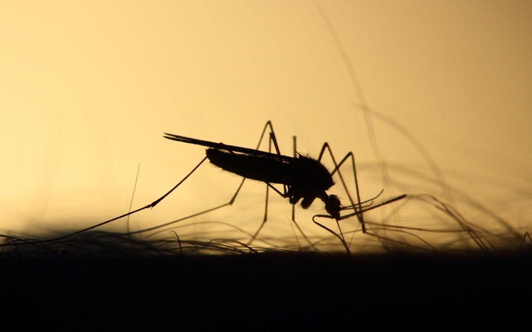 Falta de insecticidas frena fumigaciones contra mosquito de la fiebre amarilla