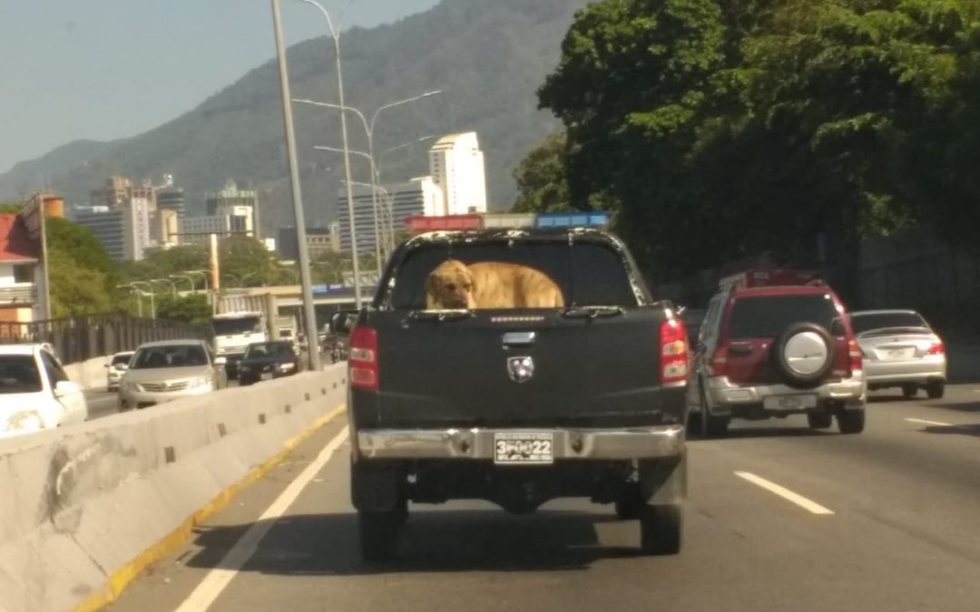 Tortura a presos políticos incluye tratos crueles y encierro de sus mascotas