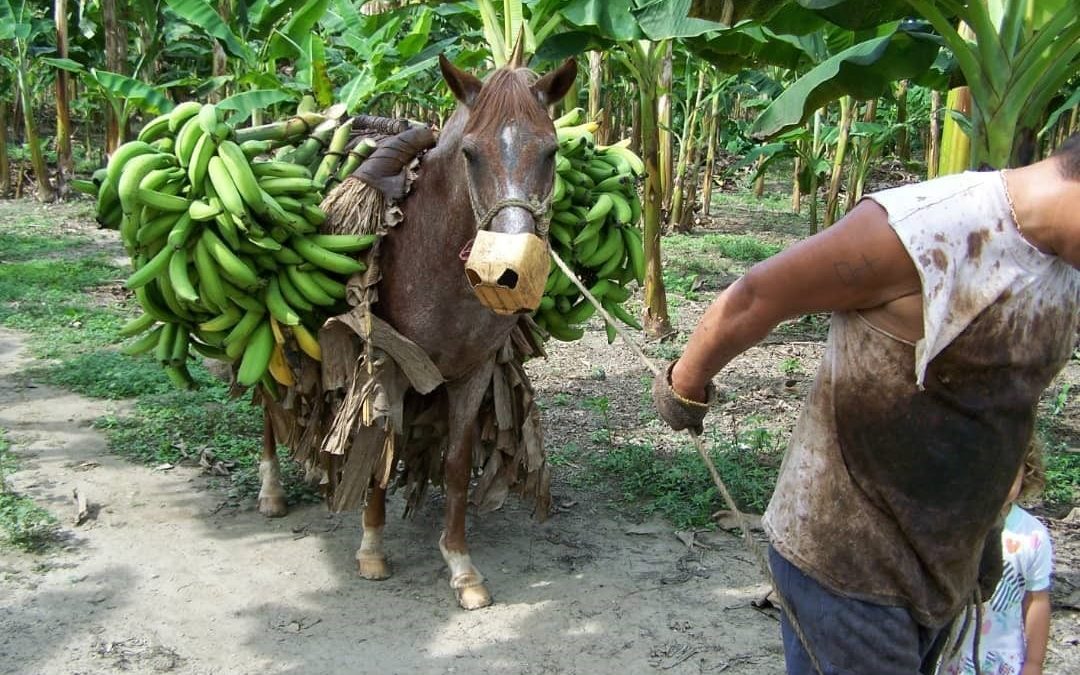 La producción de plátano en el Zulia ha mermado 30% debido a la crisis nacional