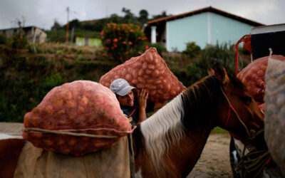 Sin combustible: Productores agrícolas obligados a llevar cosechas en mula