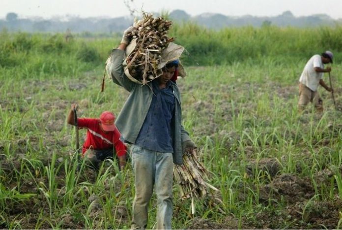 Fedeagro: El sector agropecuario venezolano enfrenta la crisis más adversa en 50 años