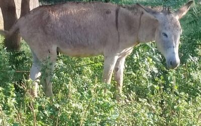 En comunidades de Falcón adiestran burros como medios de transporte