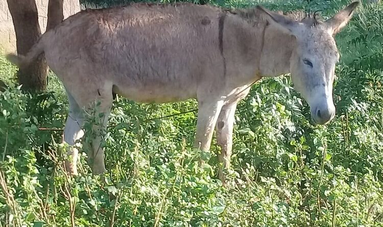 En comunidades de Falcón adiestran burros como medios de transporte