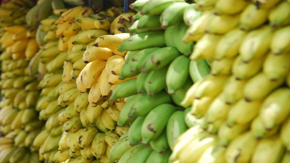 Falta de combustible y lluvias mantiene paralizada en 40% producción de plátano en el Sur del Lago